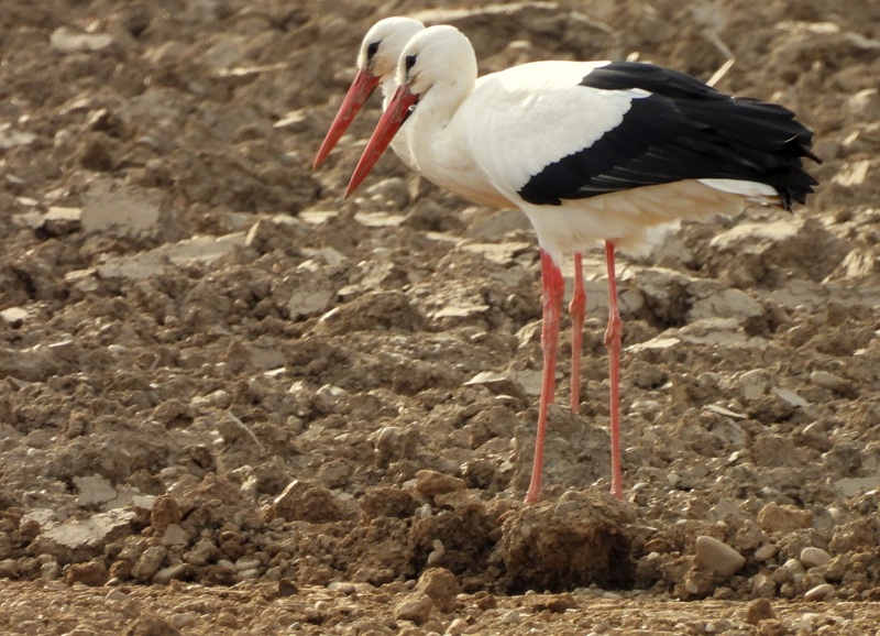 Halbenrain quer (20)