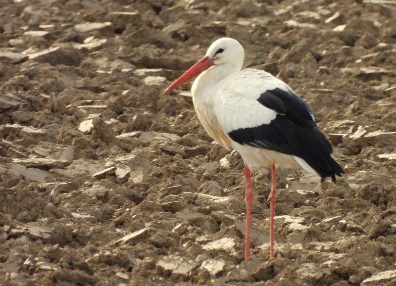 Halbenrain quer (21)