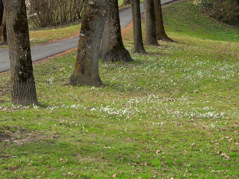 Halbenrain quer (24)