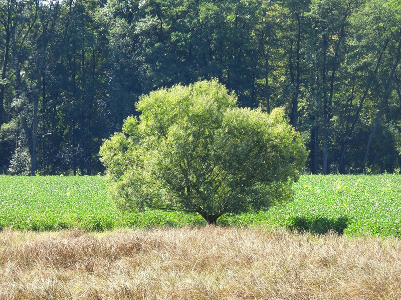 Halbenrain quer (28)