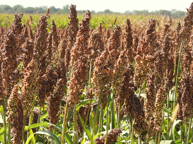 Halbenrain quer (29)