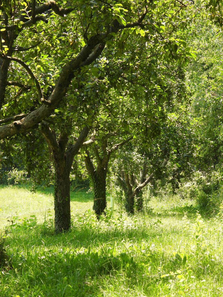 Heilbründlweg hoch (5)