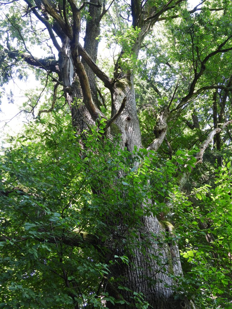 Heilbründlweg hoch (6)