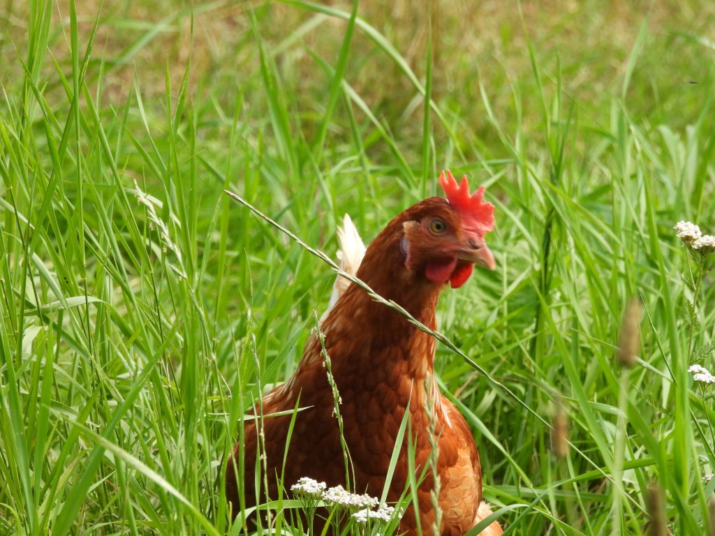 Heilbründlweg quer (19)