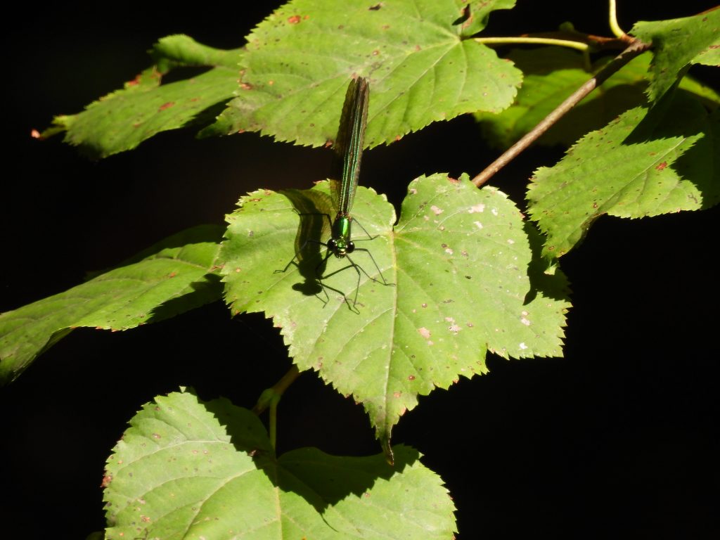 Heilbründlweg quer (2)