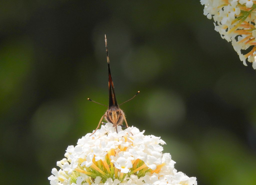 Heilbründlweg quer (20)