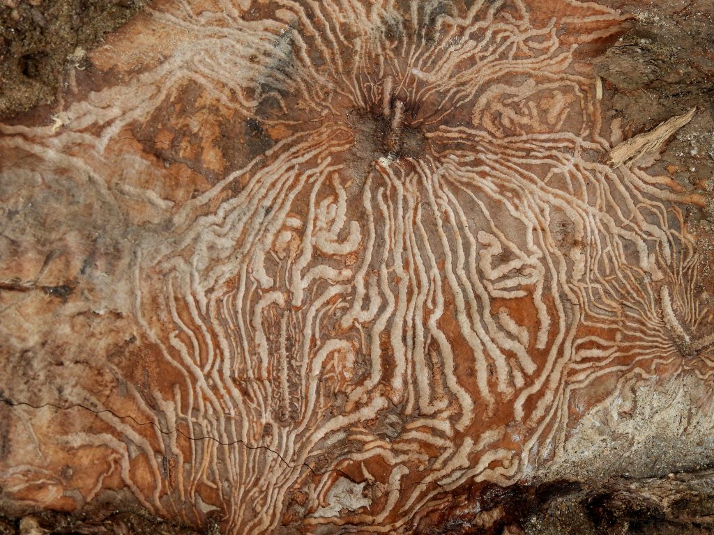 Heilbründlweg quer (23)