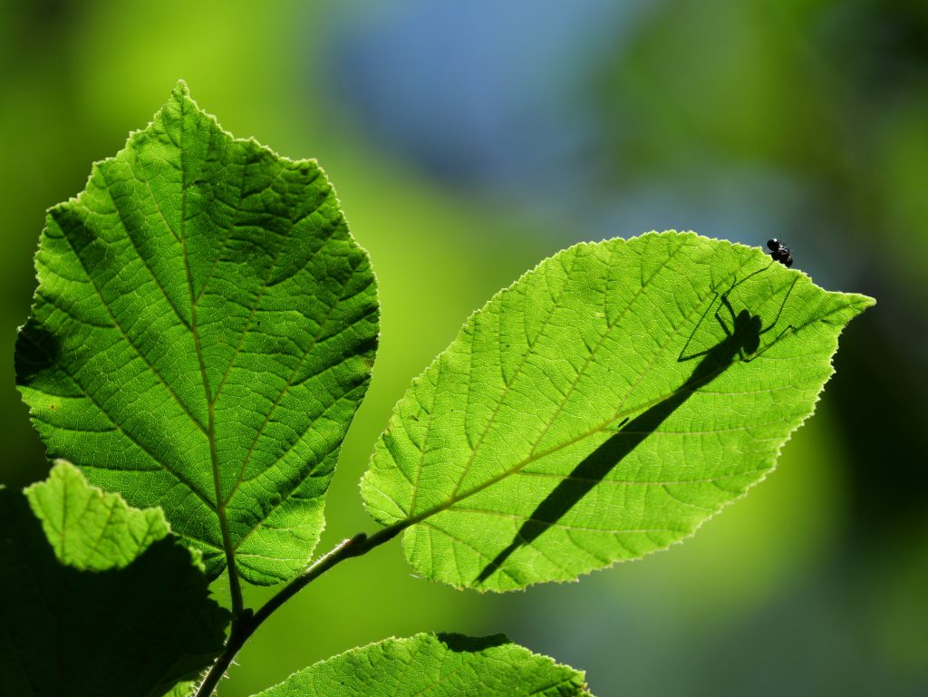 Heilbründlweg quer (28)