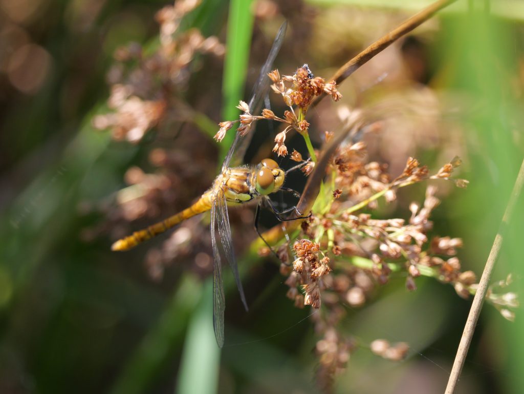 Heilbründlweg quer (32)