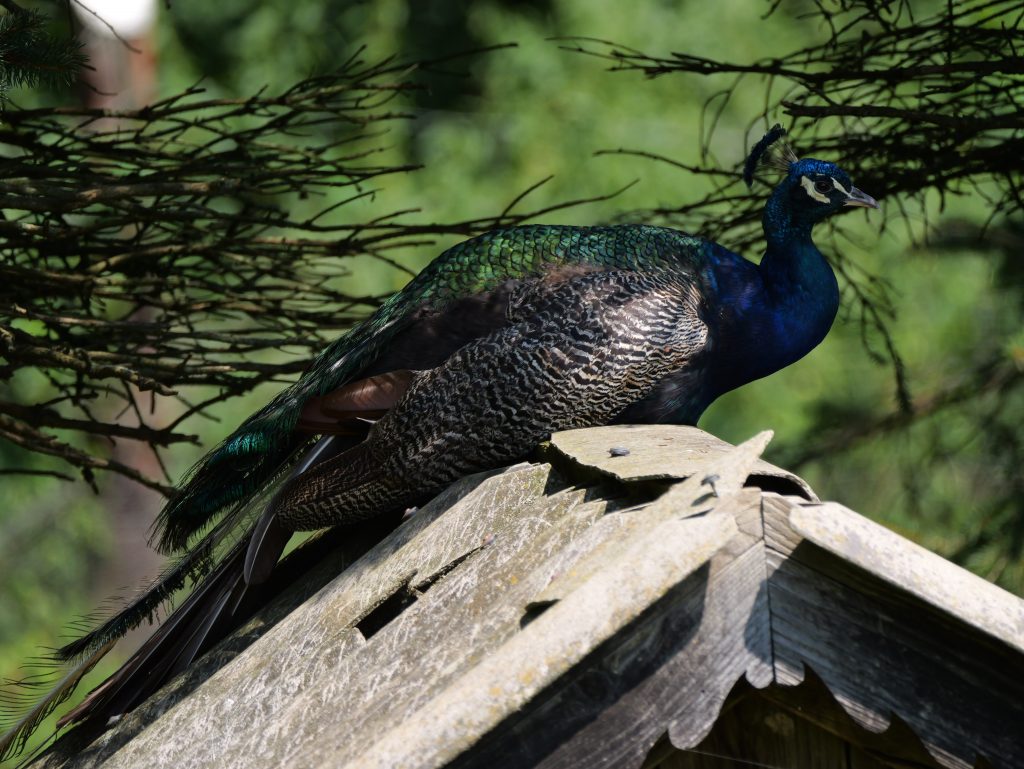 Heilbründlweg quer (34)