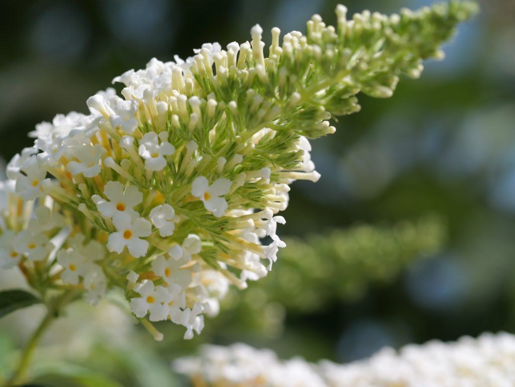 Heilbründlweg quer (37)