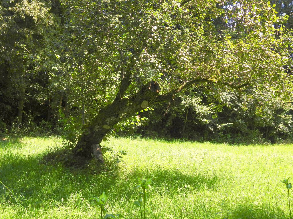 Heilbründlweg quer (4)