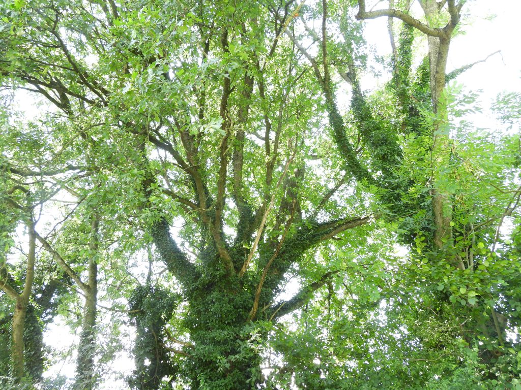 Heilbründlweg quer (9)