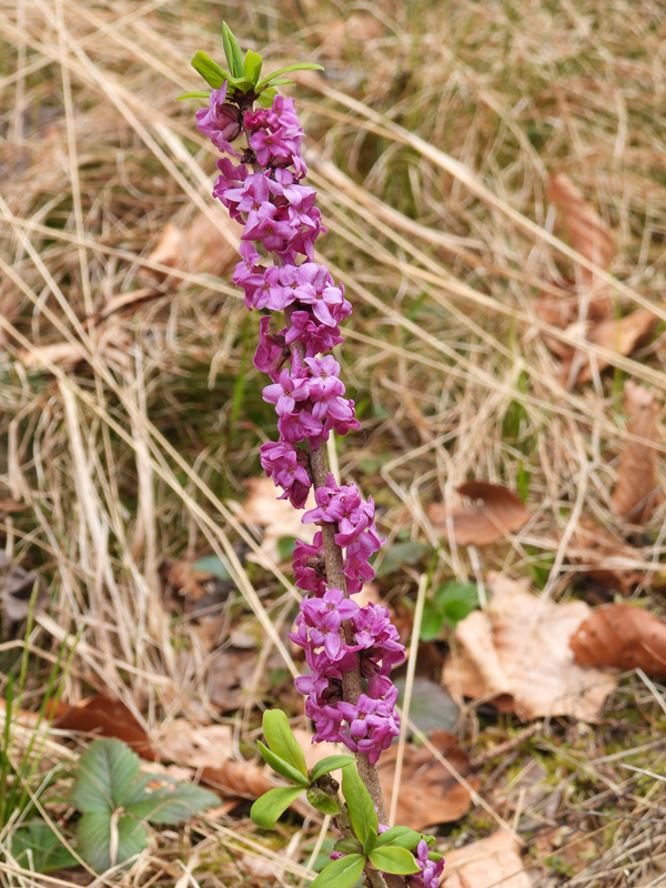 Kanzianiberg hoch (1)