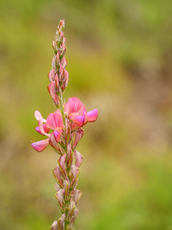 Kanzianiberg hoch (14)