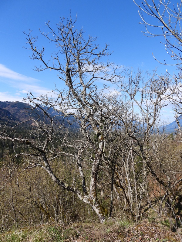 Kanzianiberg hoch (4)