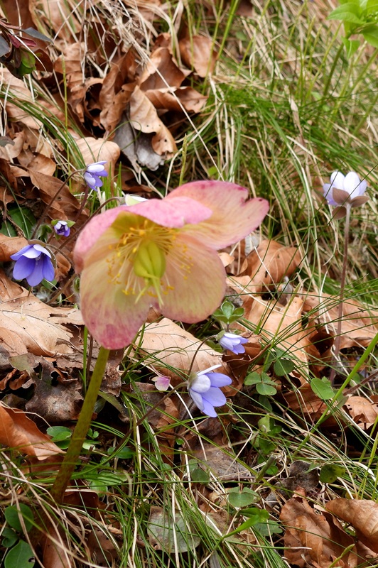 Kanzianiberg hoch (8)