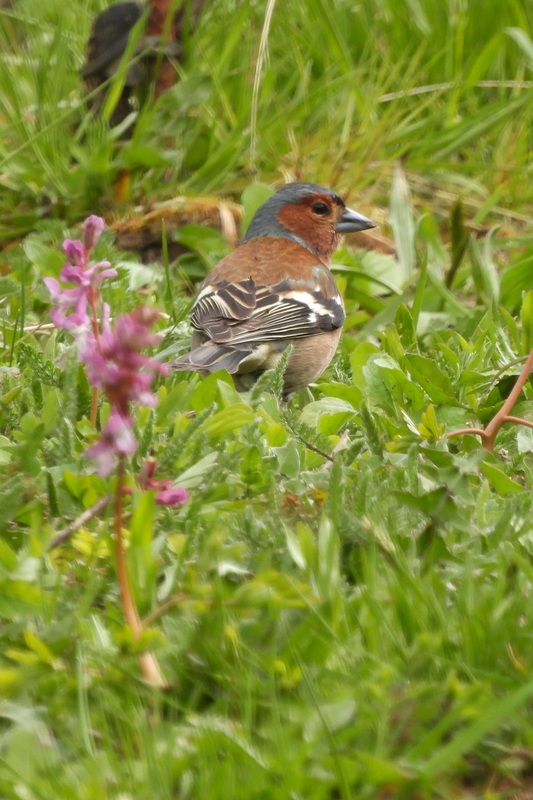 Kanzianiberg hoch (9)
