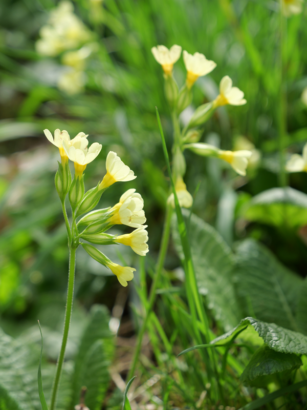 Kanzianiberg hoch (9)