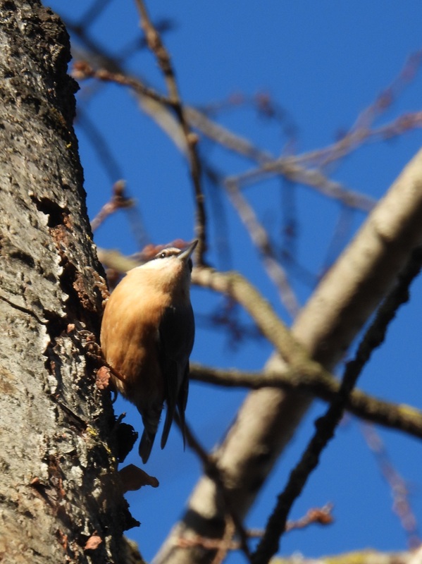 Kapfenstein hoch (2)