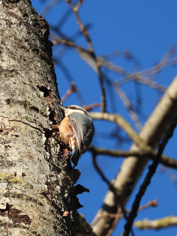 Kapfenstein hoch (3)