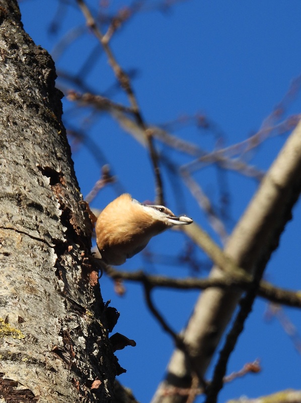Kapfenstein hoch (4)