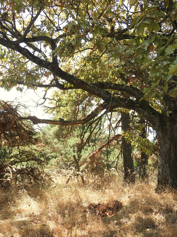 Kienbergrunde hoch (2)