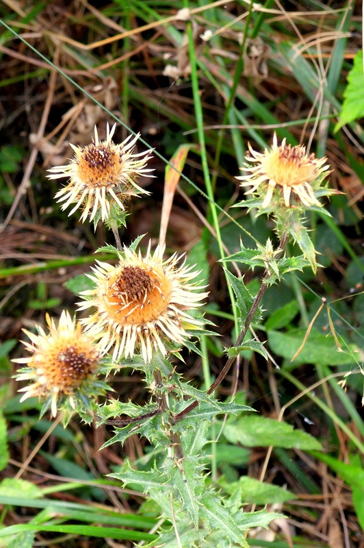 Kienbergrunde hoch (4)