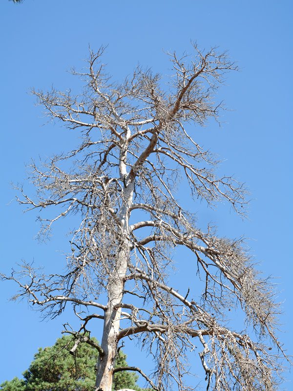 Kienbergrunde hoch (5)