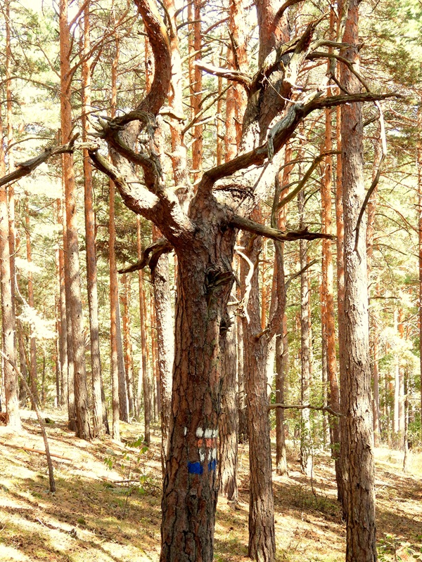 Kienbergrunde hoch (6)