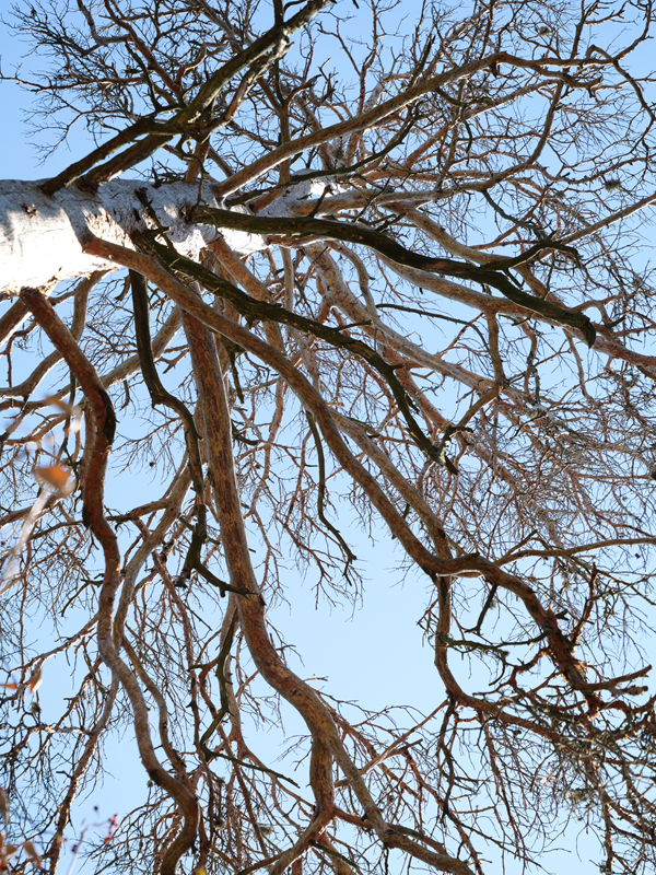 Kienbergrunde hoch (6)