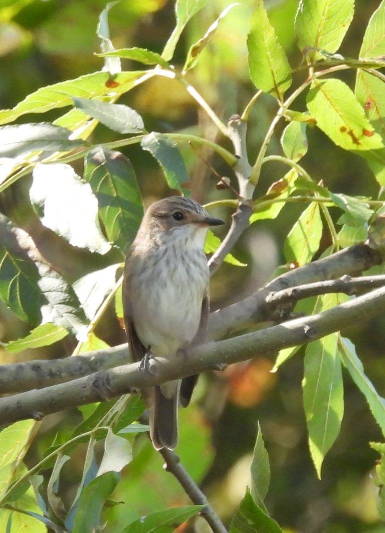 Kienbergrunde hoch (7)