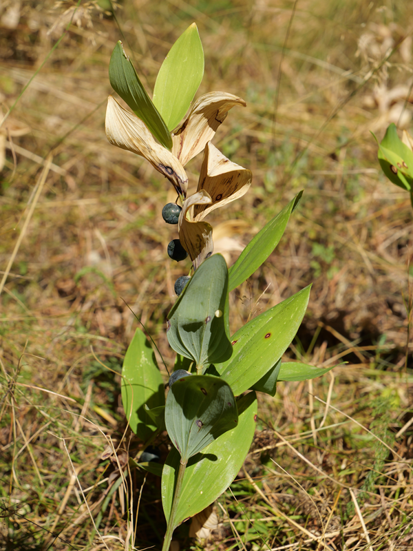Kienbergrunde hoch (7)