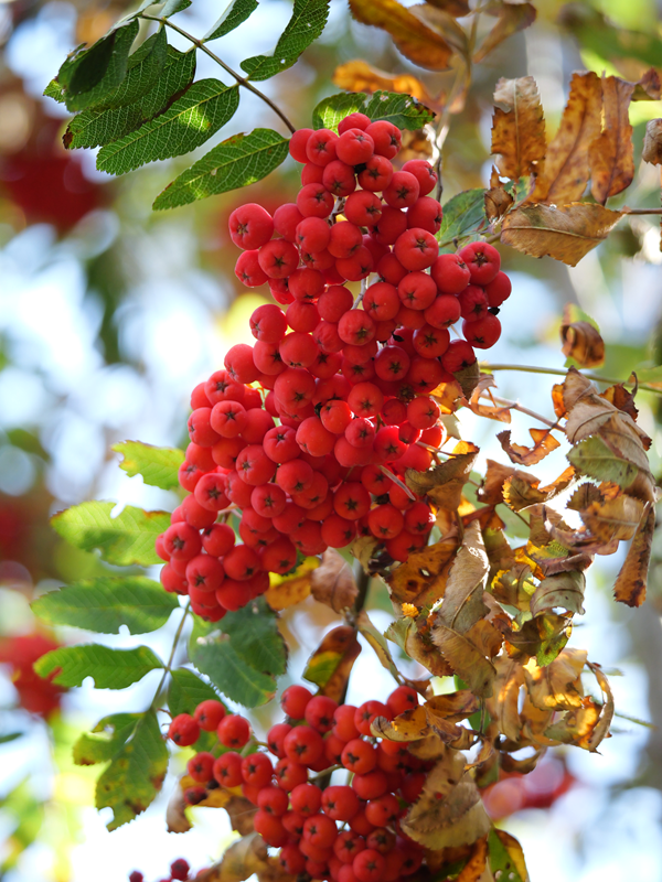 Kienbergrunde hoch (8)