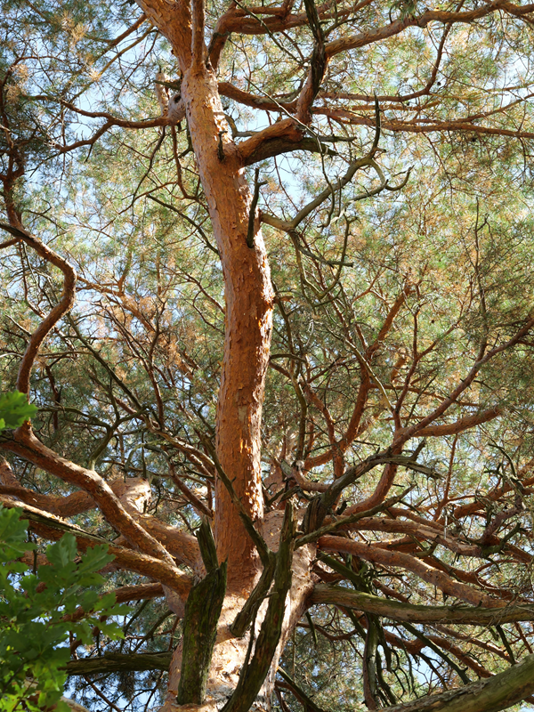 Kienbergrunde hoch (9)