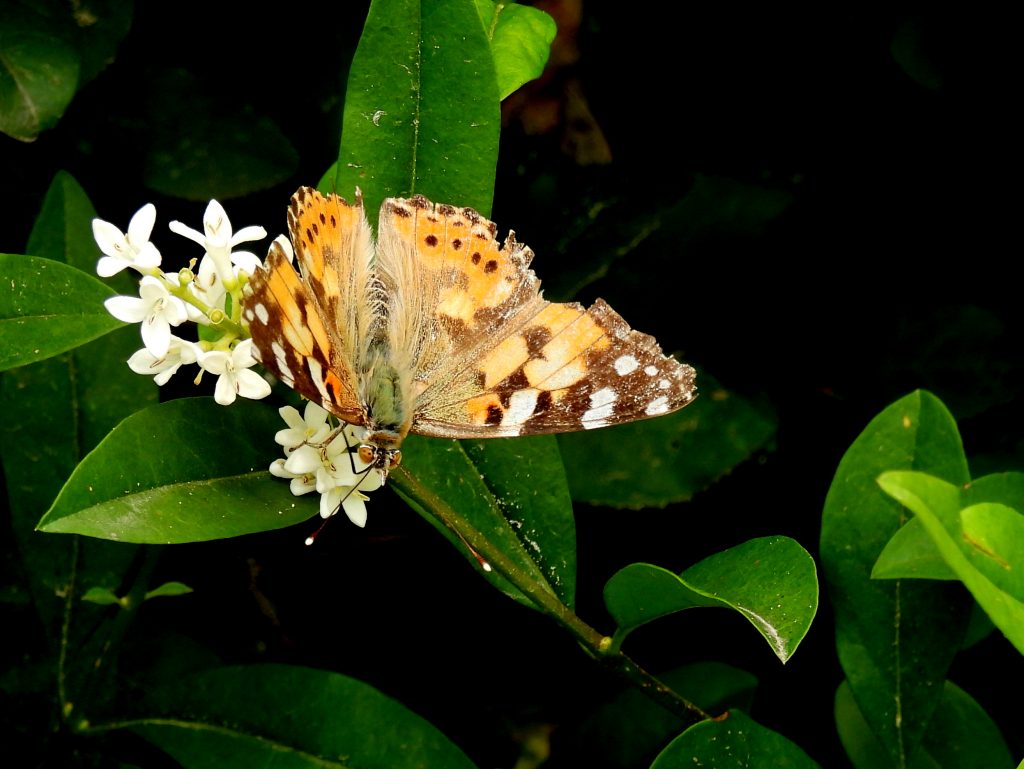 Kuruzzenwanderweg quer (10)