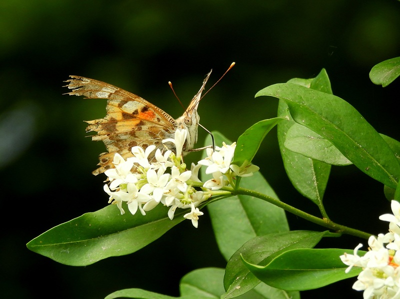 Kuruzzenwanderweg quer (11)