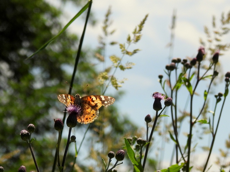 Kuruzzenwanderweg quer (12)