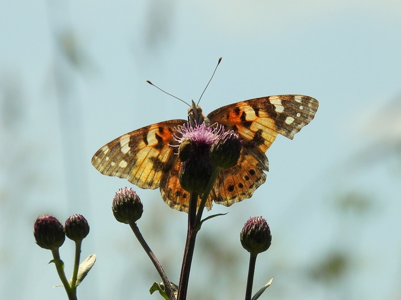 Kuruzzenwanderweg quer (13)