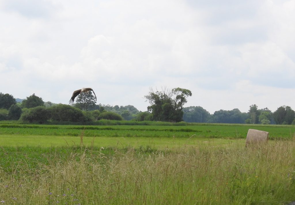 Kuruzzenwanderweg quer (16)