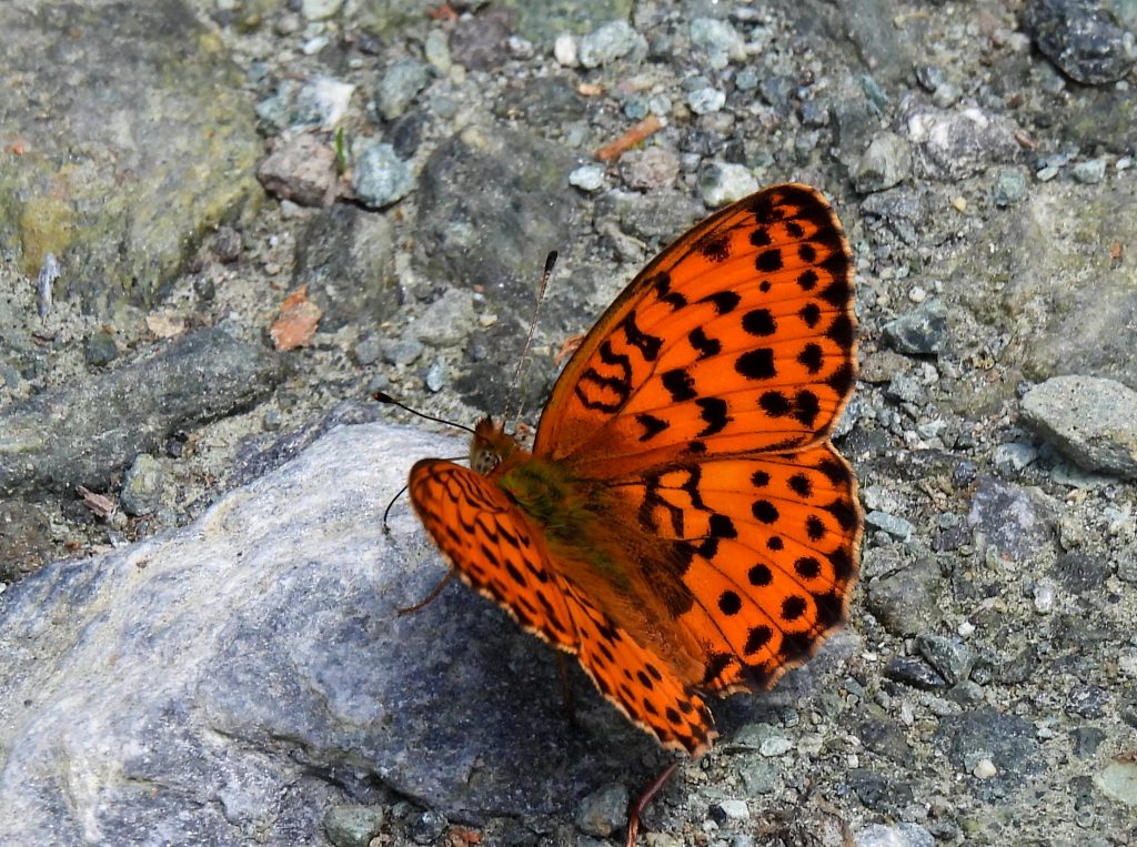 Kuruzzenwanderweg quer (2)