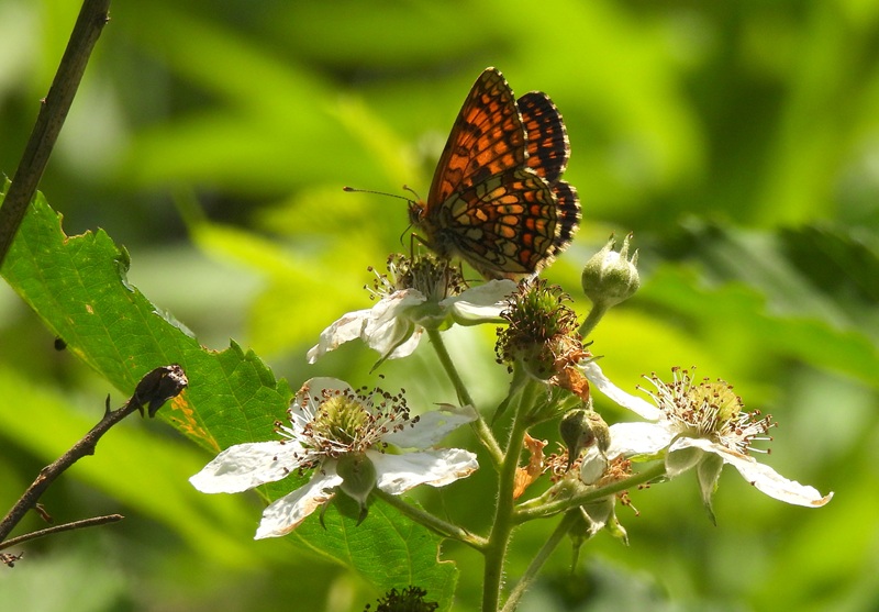 Kuruzzenwanderweg quer (20)
