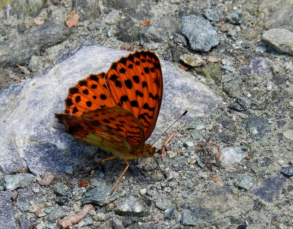 Kuruzzenwanderweg quer (3)