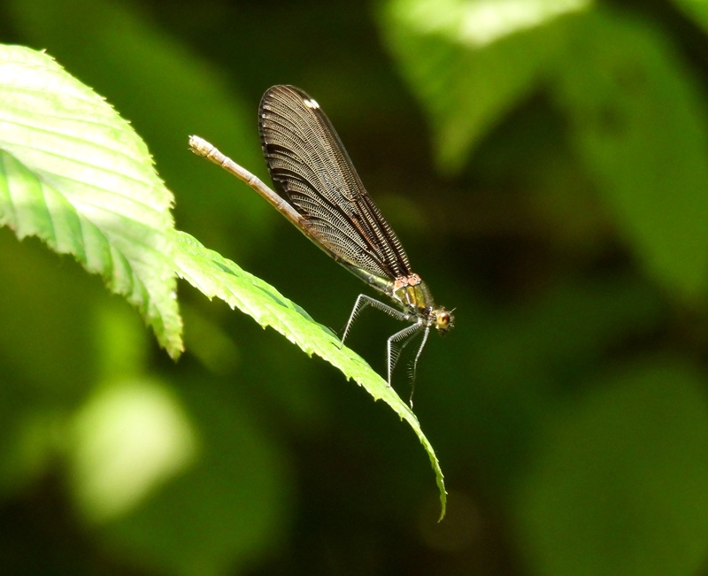 Kuruzzenwanderweg quer (4)