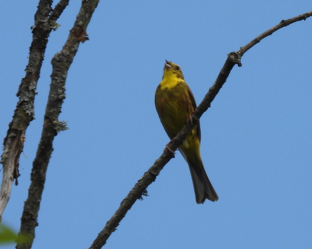 Kuruzzenwanderweg quer (7)