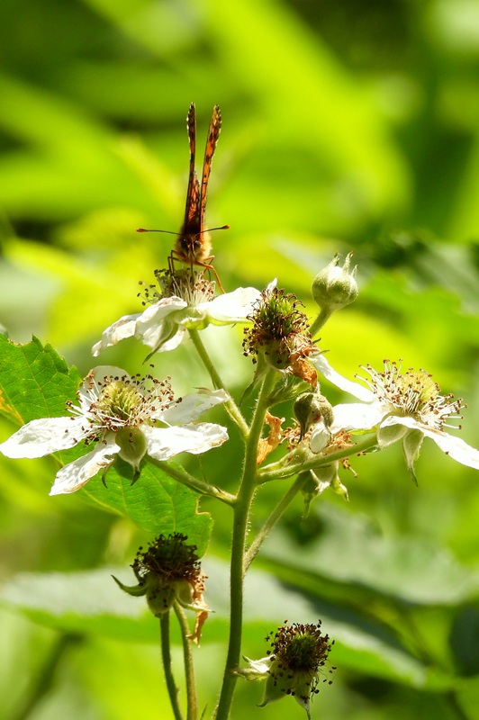 Kuruzzenweg hoch (1)