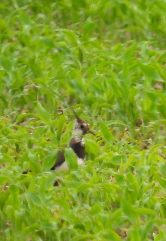 Kuruzzenweg hoch (3)