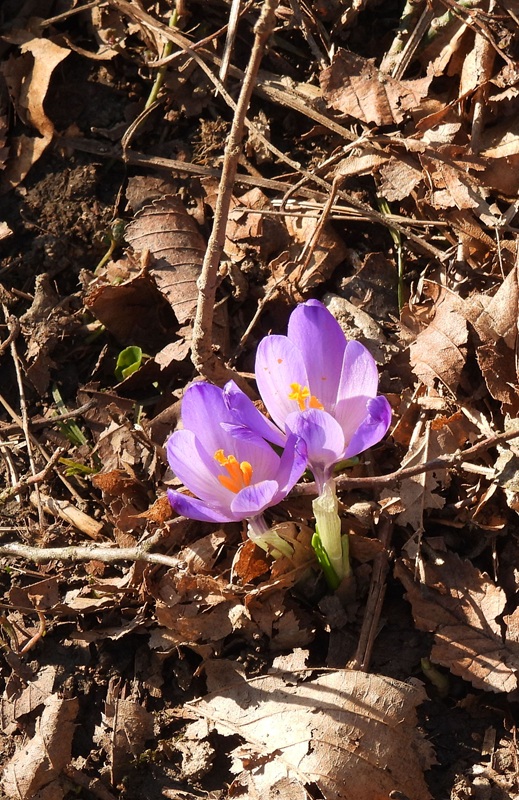 Ratschendorf hoch (3)