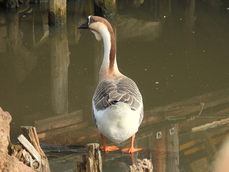 Ratschendorf quer (11)