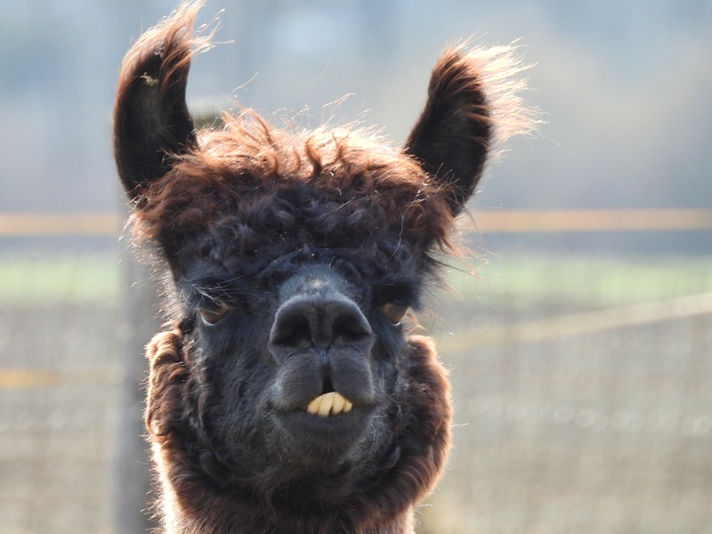 Ratschendorf quer (12)